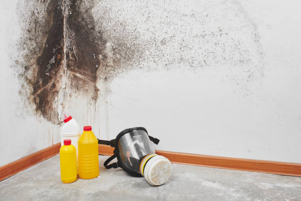Best Same-Day Mold Removal  in Olivia, MN