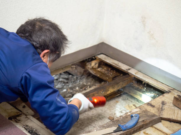 Best Local Mold Removal Service  in Olivia, MN