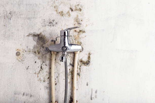 Office Mold Removal Services in Olivia, MN