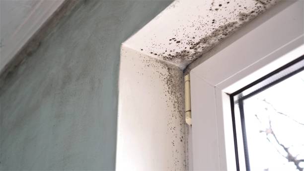 Best Affordable Mold Removal  in Olivia, MN