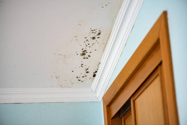 Mold Testing and Removal in Olivia, MN