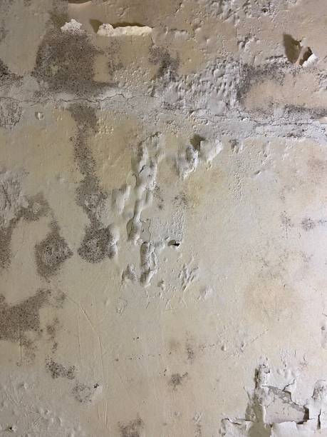 Best Commercial Mold Removal  in Olivia, MN
