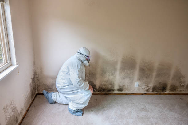 Best Black Mold Removal  in Olivia, MN