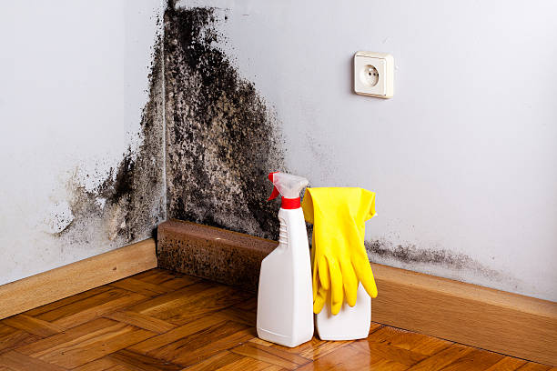 Best Mold Removal Specialists  in Olivia, MN
