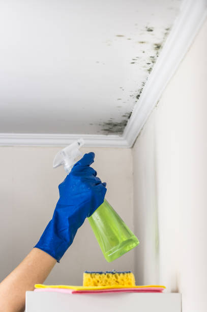 Best Professional Mold Removal  in Olivia, MN